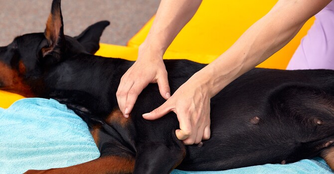 Animal Chiropractic